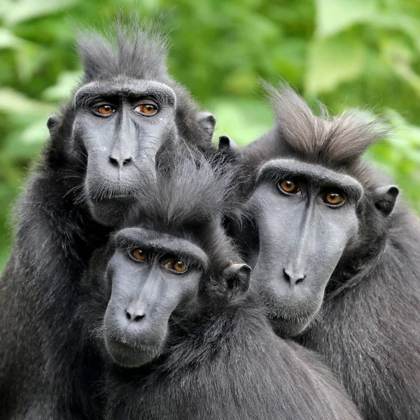 Sulawesi Crested Macaque Background — Stock Photo, Image