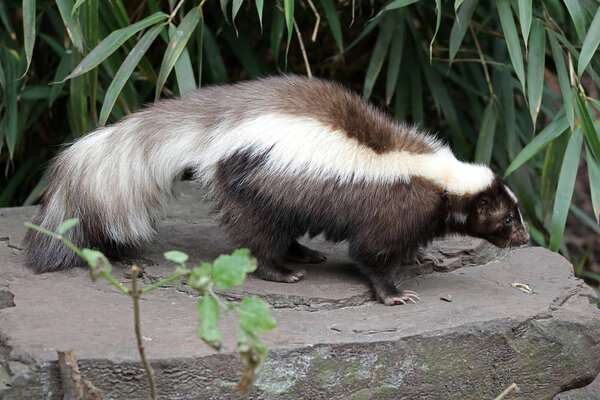 Скунс животное на камне на заднем плане

