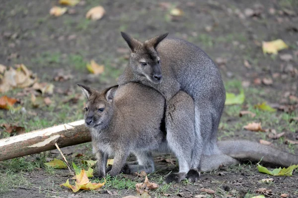 Mating Bennet Wallabies Background — Stock Photo, Image