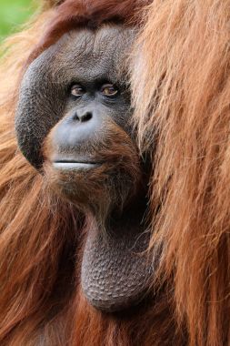 Arka planda Orangutan portresi