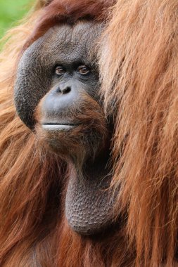 Arka planda Orangutan portresi