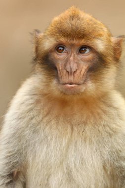 Barbary monkey portrait on background clipart