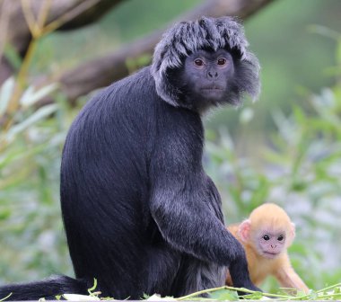 Java langur portre arka plan üzerinde
