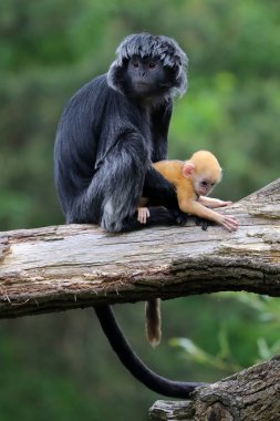 Java langur portre arka plan üzerinde