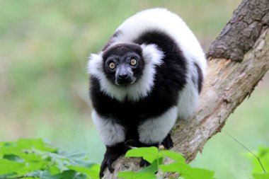 Arka plan üzerinde siyah-beyaz Nomascus lemur