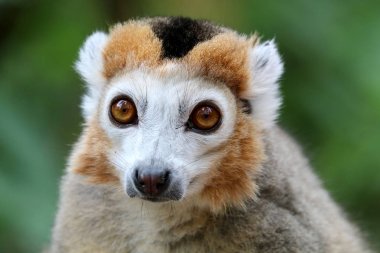 Crowned lemur portrait on background clipart