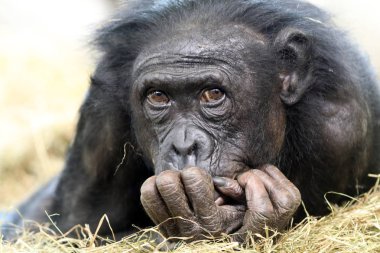 Arka plan üzerinde çok güzel Bonobo portre