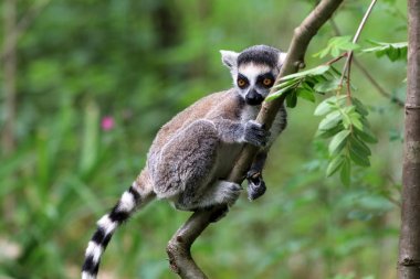 Ring tailed lemur on background clipart