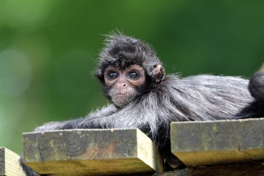 Arka plan siyah örümcek maymun