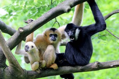 Zemin üzerine sarı yanaklı gibbons