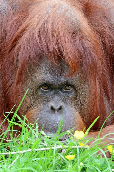 Orangutang Närbild Porträtt Bakgrund — Stockfoto