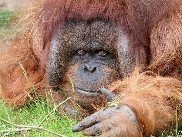 Orang Utan Nahaufnahme Porträt Auf Hintergrund — Stockfoto