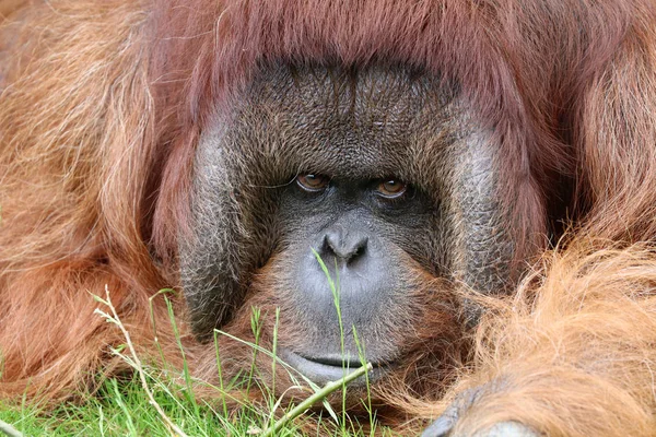 Orangutang Närbild Porträtt Bakgrund — Stockfoto