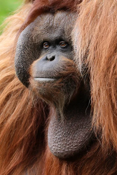 Orangutan Close Portret Achtergrond — Stockfoto