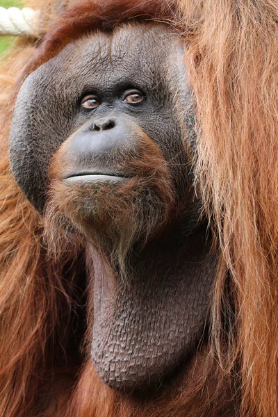 Orángután Közelkép Portré Háttérben — Stock Fotó