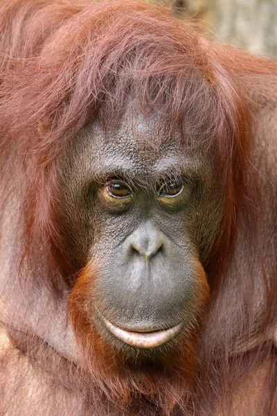 Orángután Közelkép Portré Háttérben — Stock Fotó
