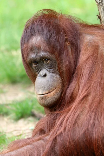 Orangután Primer Plano Retrato Sobre Fondo —  Fotos de Stock