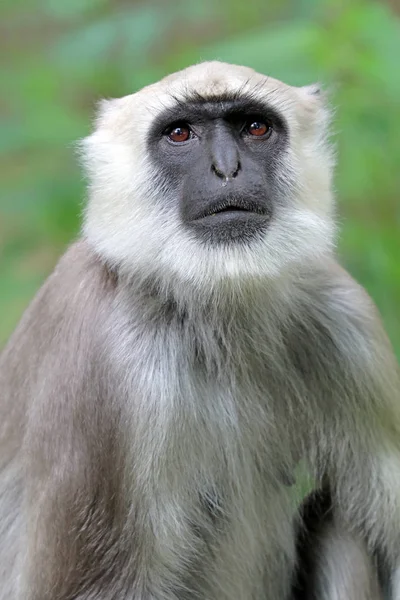 Retrato Hanuman Langur Fundo — Fotografia de Stock