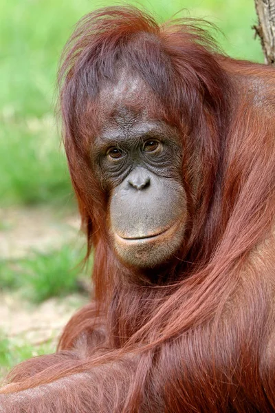 Orangutan close-up portrait on background