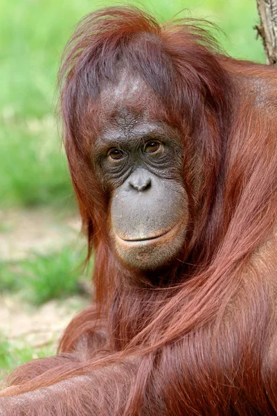 Orang Utan Nahaufnahme Porträt Auf Hintergrund — Stockfoto