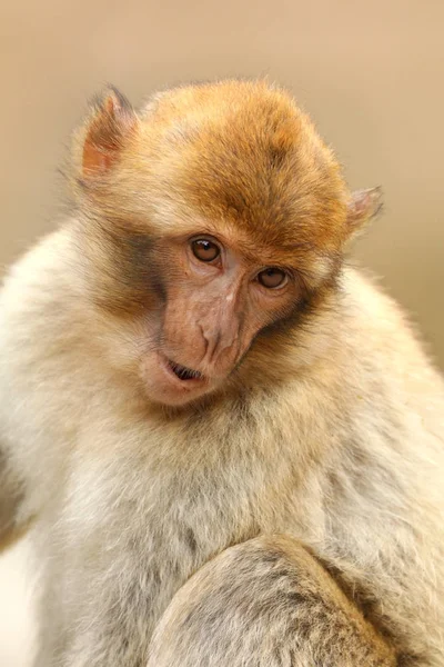 Portrait Singe Barbare Sur Fond — Photo