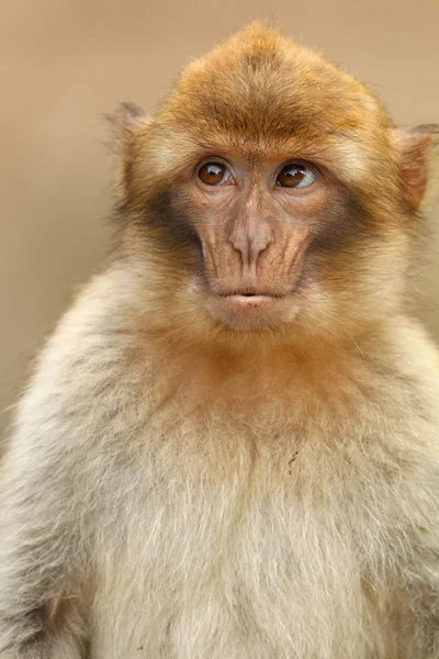 背景にバーバリ サルの肖像画 — ストック写真