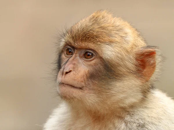 바바리 원숭이 초상화 — 스톡 사진