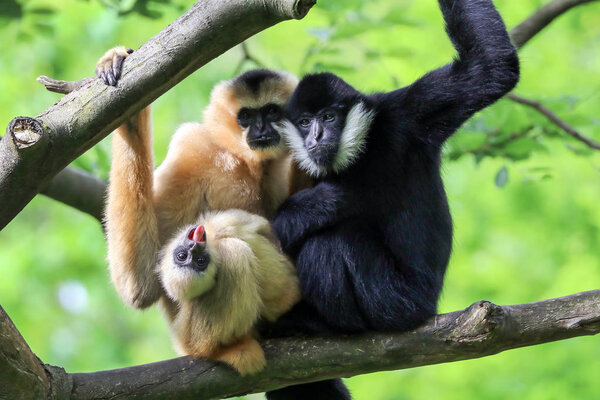 Yellow cheeked gibbons on background