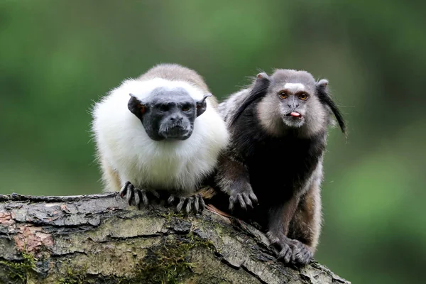 Marmotas Con Mechones Negros Sobre Fondo —  Fotos de Stock