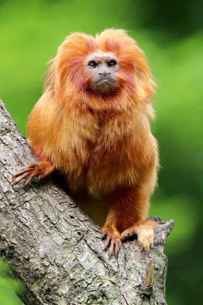 León Oro Tamarin Naturaleza — Foto de Stock