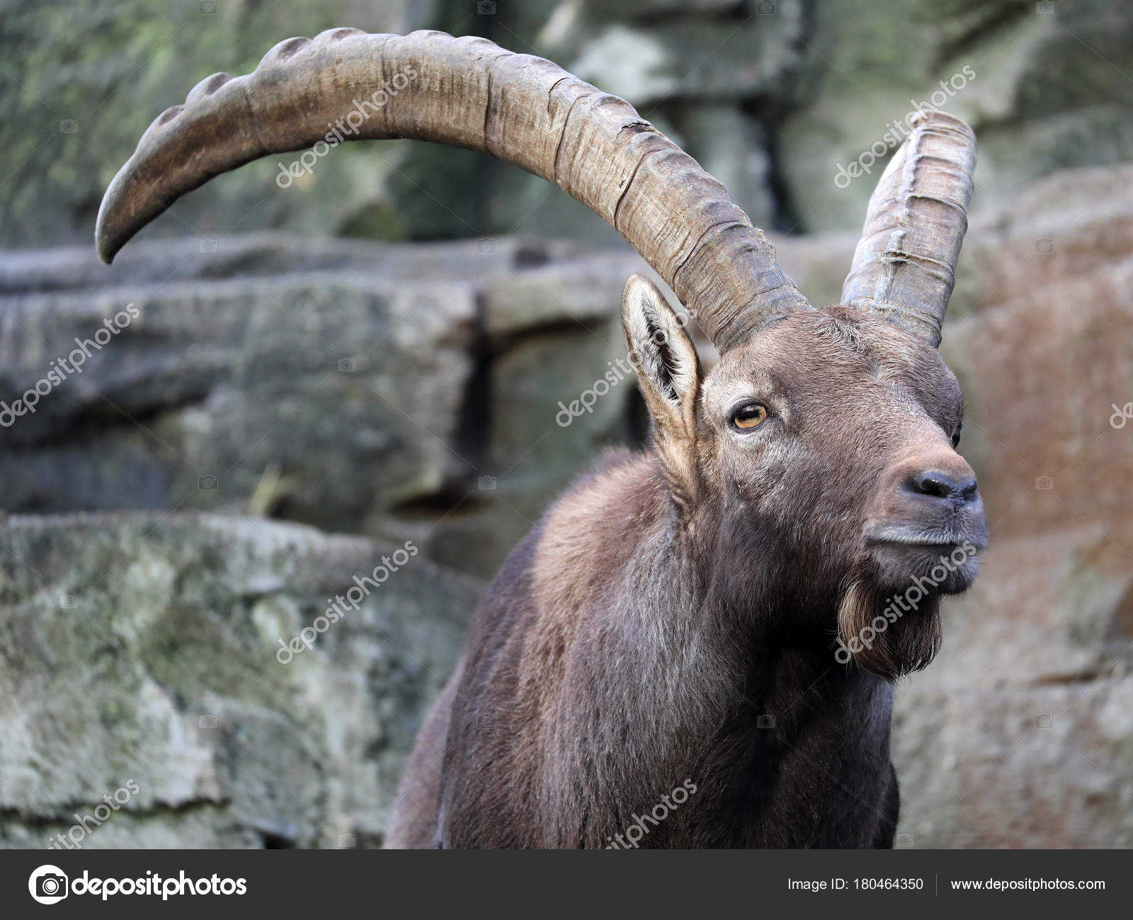 Alpine Ibex Animal Background Stock Photo by ©EBFoto 180464350