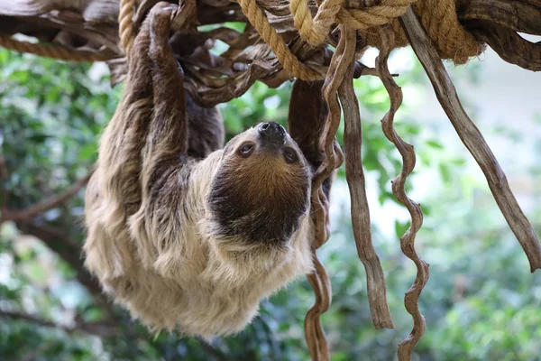 Pale Throated Sloth Background — Stock Photo, Image