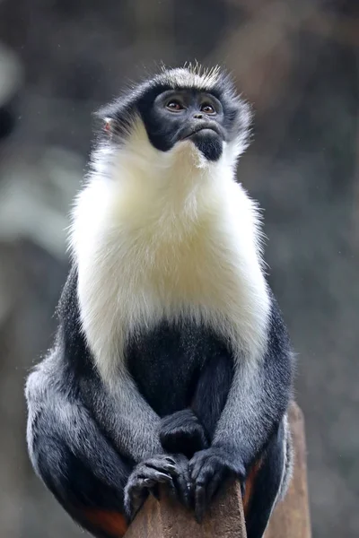 Diana Monkey Animal Background — Stock Photo, Image