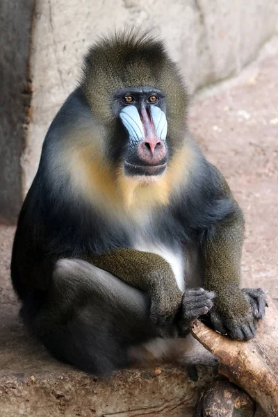 Mandrill Animal Macaco Fundo — Fotografia de Stock
