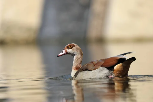 Oie Égyptienne Dans Eau Sur Fond — Photo