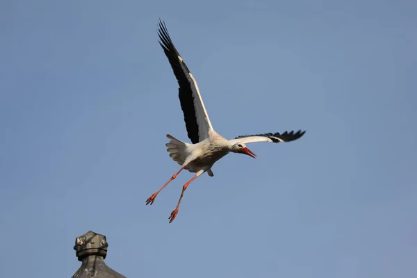 Flying Stork Animal Background — Stock Photo, Image