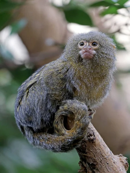 Pygmee Aap Dier Achtergrond — Stockfoto