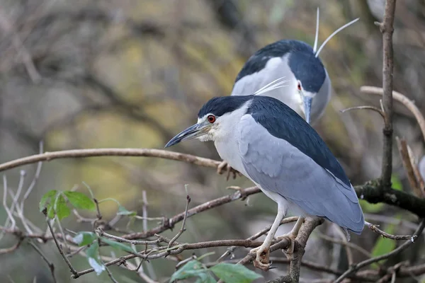 Black Crowned Night Herons Background — Stock Photo, Image