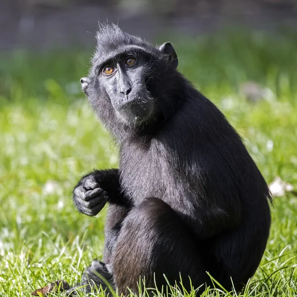 Sulawesi Crêpe Macaque Animal Sur Fond — Photo