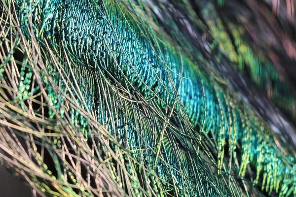 Male Peacock Close Background — Stock Photo, Image