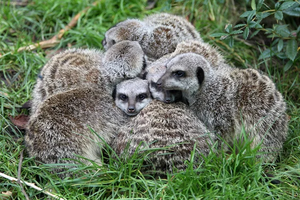 Meerkats Deitado Grama Fundo — Fotografia de Stock