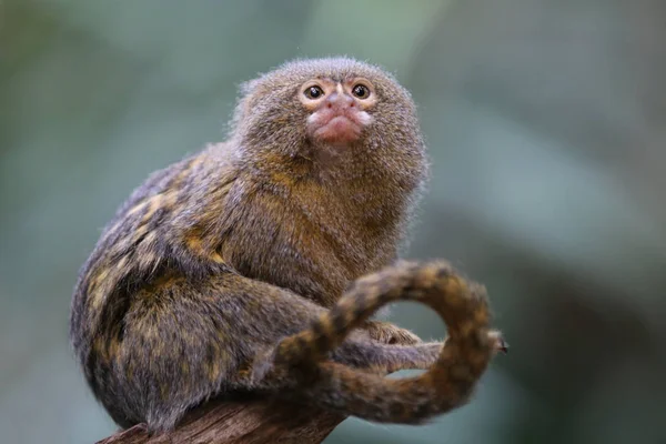 Macaco Pigmeu Animal Fundo — Fotografia de Stock