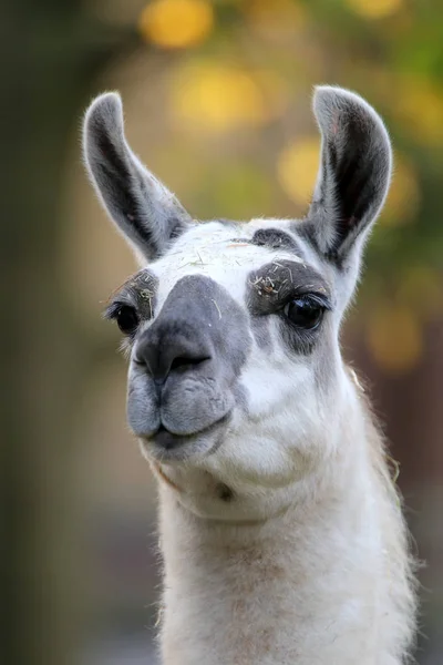 Cute Lama Animal Background — Stock Photo, Image