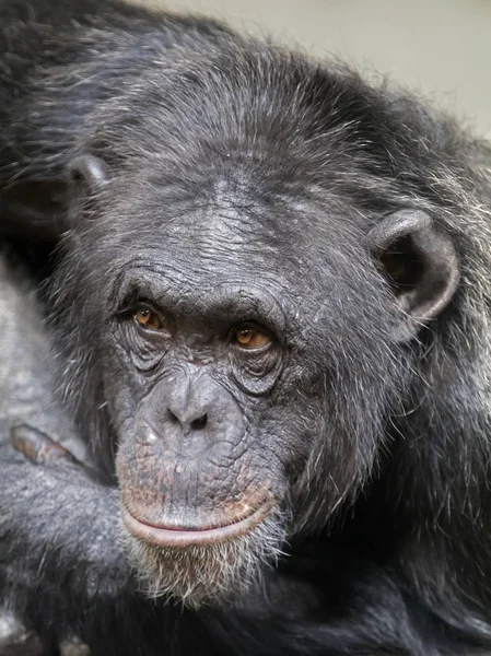 Chimpanzé Animal Fundo — Fotografia de Stock
