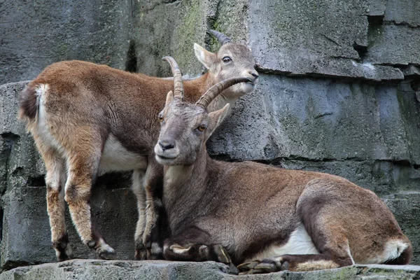 Alpine Ibex Animals Background — Stock Photo, Image