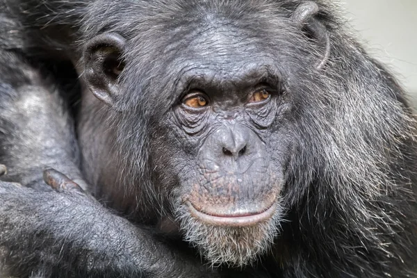 Chimpanzé Animal Fundo — Fotografia de Stock