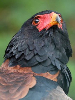 Bateleur kuş yakın çekim portre
