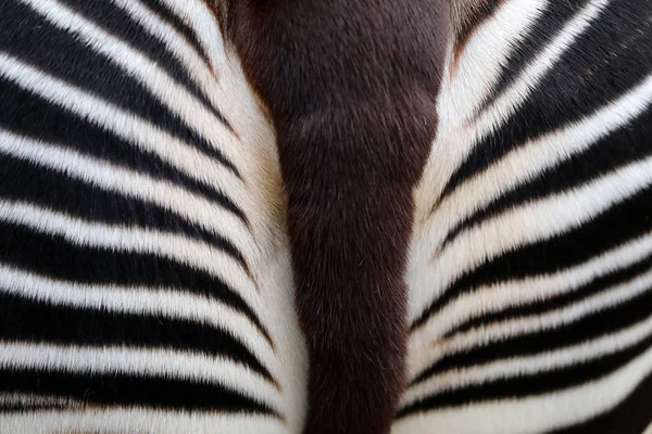 Okapi Staart Close Detail — Stockfoto