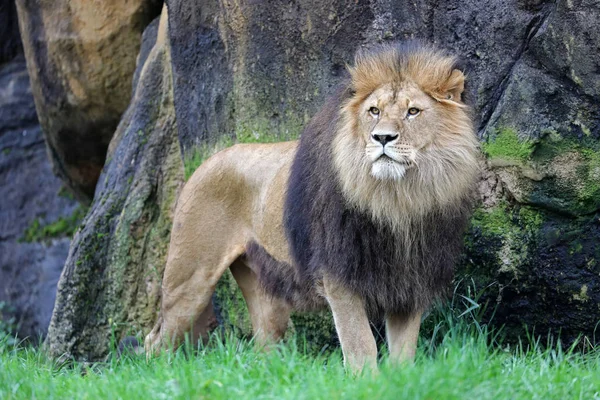 Male Lion Portrait Background — Stock Photo, Image