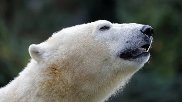 Primeros Planos Del Oso Polar Zoológico — Foto de Stock